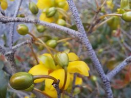 Ochna